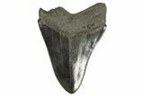 Serrated, Fossil Megalodon Tooth - South Carolina #332307-1